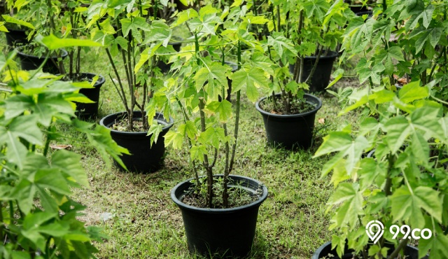 cara menanam pepaya di dalam pot