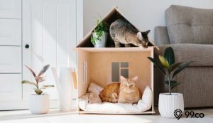 6 Alasan Kenapa Kucing Betah di Rumah Kita. Cari Perhatian?