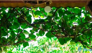 cara budidaya daun binahong
