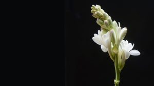 Bunga Sedap Malam: Mitos dan Faktanya. Bisa Undang Makhluk Halus?