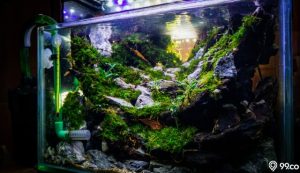 cara membuat aquascape tanpa co2