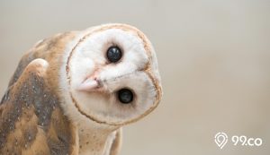 cara memelihara burung hantu