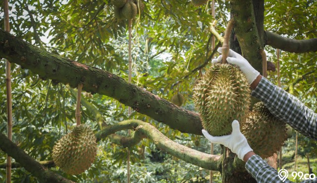 cara menanam pohon durian pendek