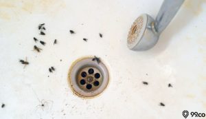 7 Cara Menghilangkan Lalat Kecil di Kamar Mandi Paling Ampuh, Dijamin Gak Balik Lagi!