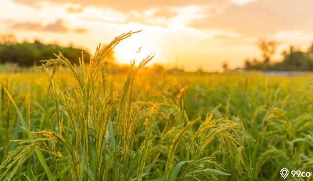 8 Jenis Tanaman Aquascape di Sawah yang Hidup Liar. Siapa Tahu Tumbuh di Dekat Rumah!