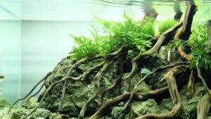 12 Jenis Kayu untuk Aquascape yang Paling Populer