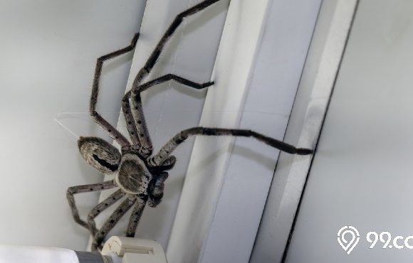 laba laba rumahan yang berbahaya
