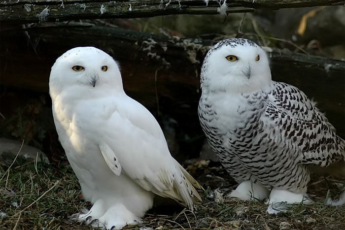 burung hantu warna putih