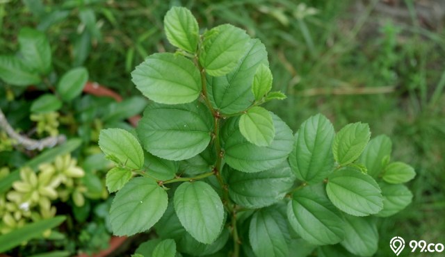 bahaya daun bidara