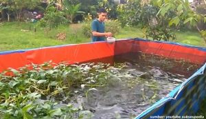 budidaya ikan patin di kolam terpal