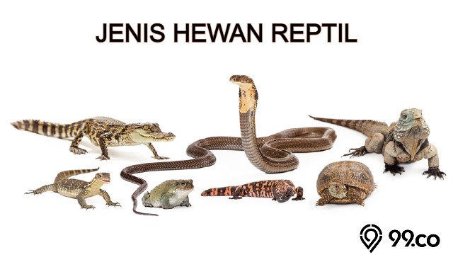 jenis hewan reptil