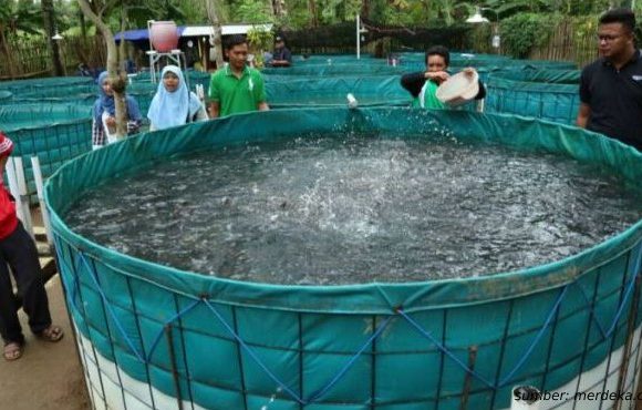 ternak lele di kolam ikan