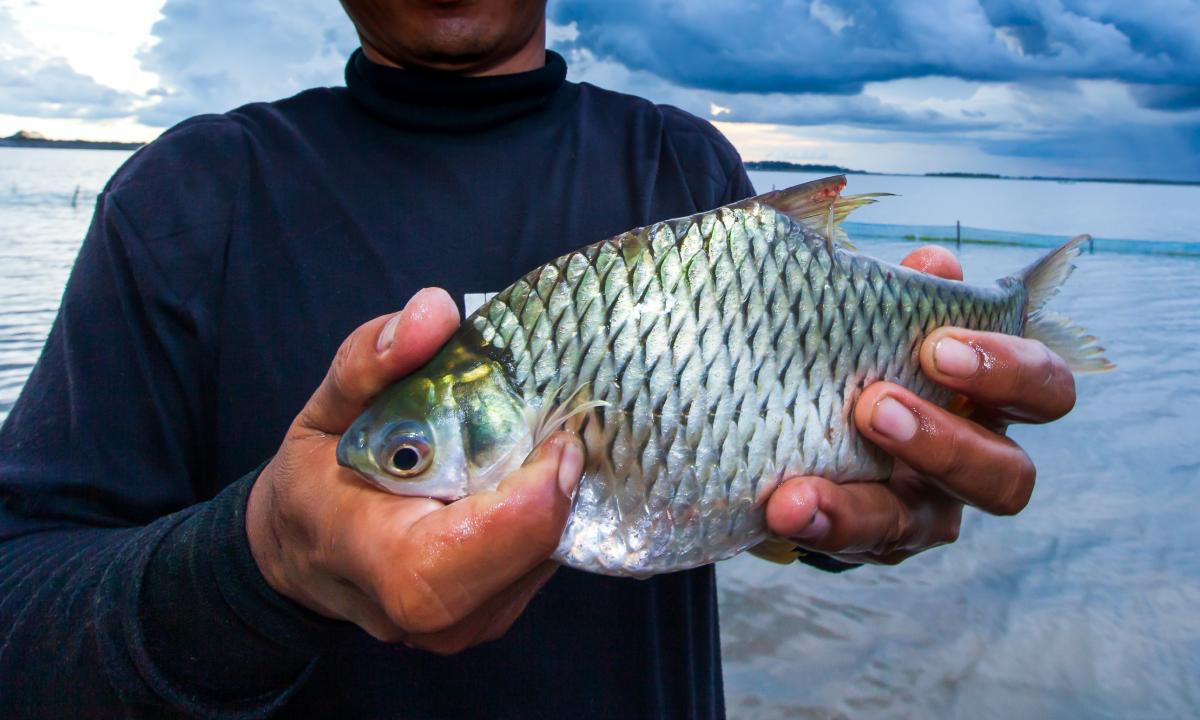 umpan ikan mas