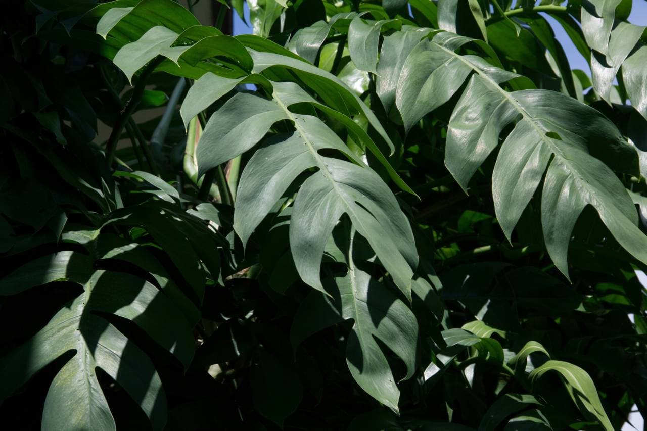 Monstera pinnatipartita