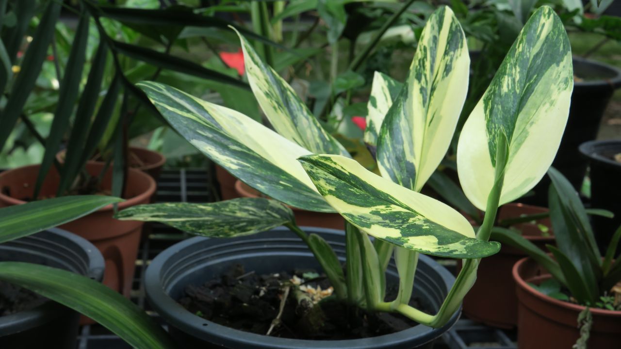 Monstera standleyana