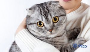 20 Jenis Kucing Peliharaan yang Populer, Setia, dan Menggemaskan. Kamu Pilih yang Mana?