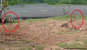 Potret Makam Anggota dan Panglima Teroris Poso yang Memprihatinkan. Tak Dipedulikan Pengikutnya?