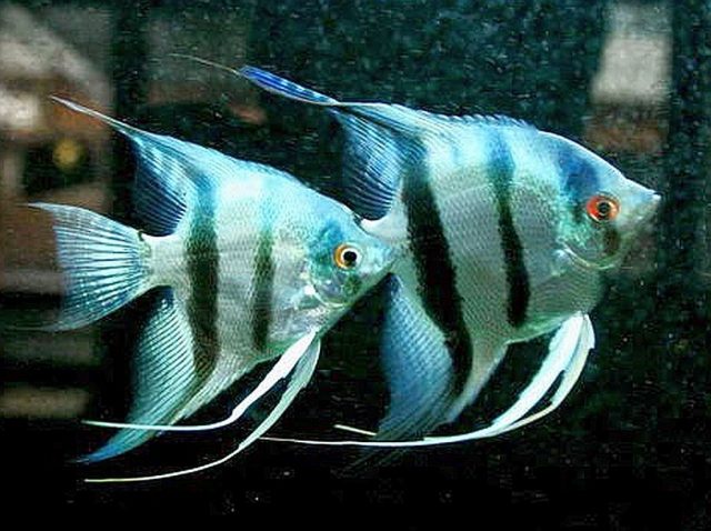 manfish