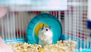 manfaat memelihara hamster