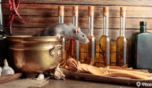 cara menghilangkan bau kencing tikus