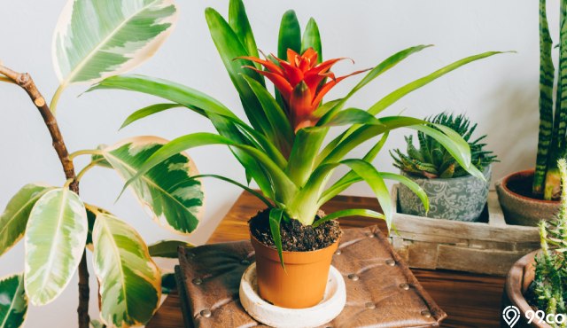 cara merawat bromelia