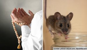Doa Pengusir Tikus Paling Ampuh. Cara Mengusir tanpa Menyakiti Hewan!