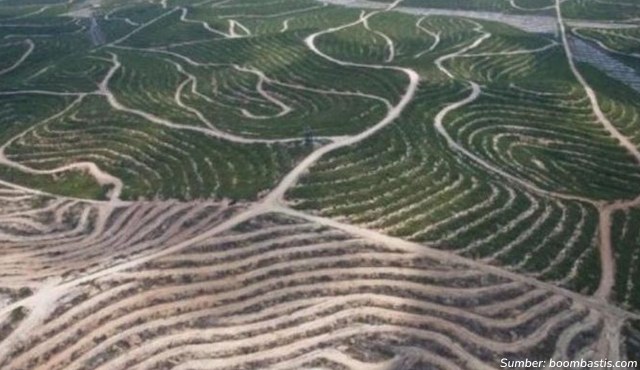9 Gambar Hutan Gundul di Indonesia yang Semakin Memprihatinkan dari Hari ke Hari