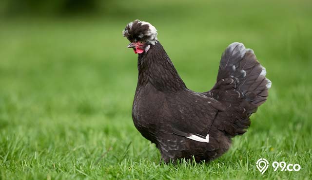 jenis ayam hias terpopuler