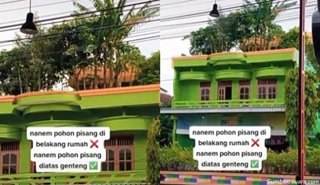 Viral Rumah Warga Madiun Punya Kebun Pohon Pisang di Atap, Anti Kena ‘Salam dari Binjai’!