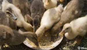 makanan bebek