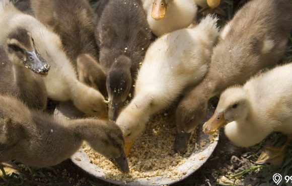 makanan bebek