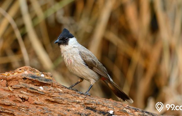 mitos burung kutilang