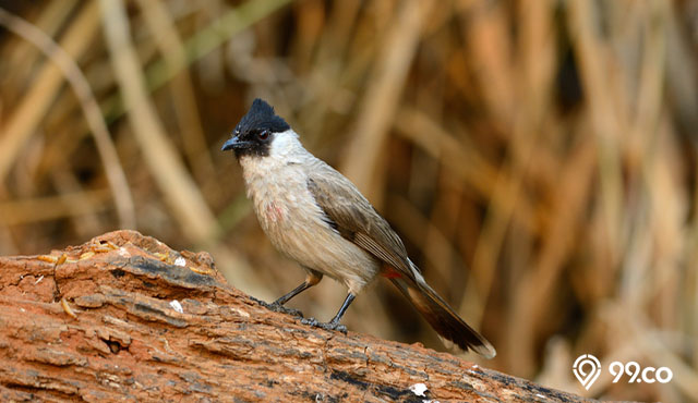 mitos burung kutilang
