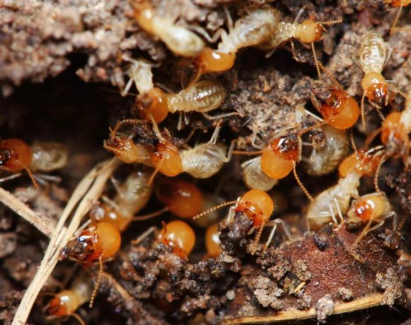 10 Merek Obat Rayap Paling Ampuh. Basmi hingga Tuntas!