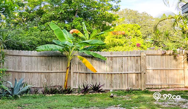 3 Jenis Pohon Pisang yang Mudah Ditanam di Halaman Rumah. Buahnya Banyak Khasiat!