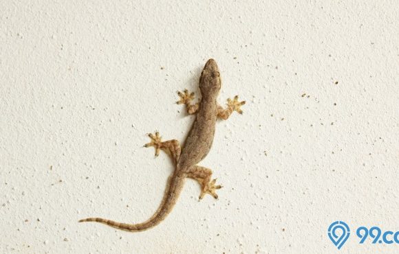 Hukum Membunuh Cicak di dalam Rumah Menurut Islam. Begini Hadisnya!