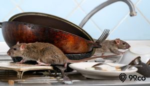 6 Tanda Ada Tikus di Rumah yang Harus Kamu Ketahui. Lengkap Dengan Cara Mengusirnya!