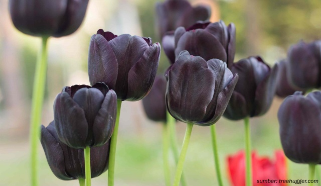 bunga warna hitam