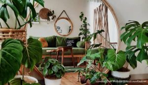 Cara Merawat Tanaman Hias dalam Ruangan ala Pemilik Rumah Urban Jungle Home. Asal Cermat, Tumbuhan Bisa Hidup Sehat!