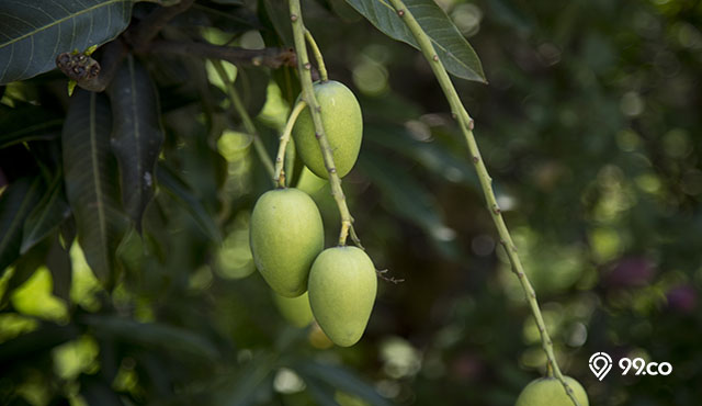 Cara Mencangkok Pohon Mangga agar Cepat Berbuah. Sangat Mudah Dilakukan!