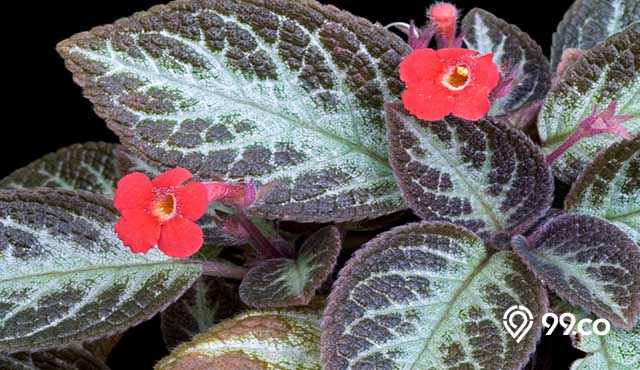 16 Jenis Tanaman Episcia atau Violet Api dengan Warna Indah dan Unik