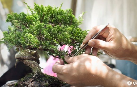 mitos bonsai