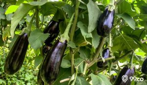 6 Pestisida untuk Hama Daun Terong. Ancaman Hama Terkendali, Kualitas Terong Terjaga!