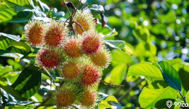 5 Cara Mencangkok Pohon Rambutan di Rumah Agar Cepat Berakar. Ternyata Mudah!