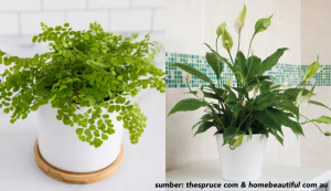 9 Tanaman Hias di Kamar Mandi Terbaik Menurut Feng Shui. Bisa Menyerap Energi Negatif!