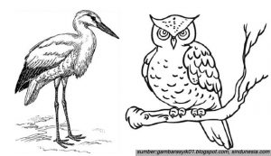 13 Contoh Sketsa Gambar Burung Sederhana yang Mudah untuk Ditiru. Cobain, yuk!