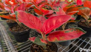 media tanam aglaonema