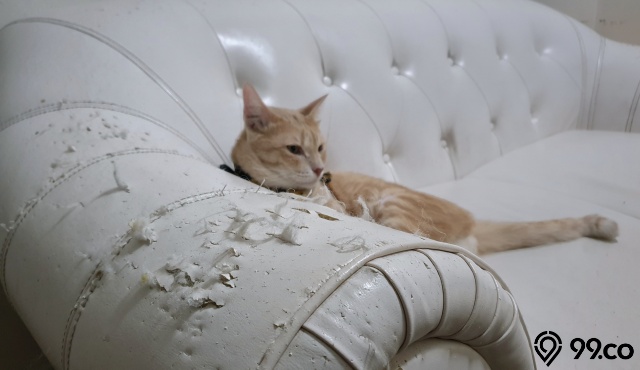 cara agar kucing tidak mencakar sofa