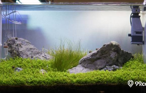 aquascape iwagumi