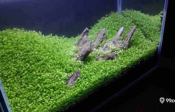 cara membuat aquascape iwagumi